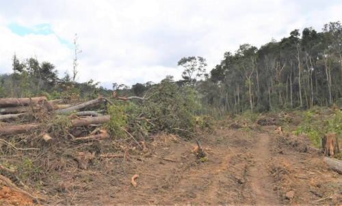 Lâm Đồng thu hồi hàng trăm dự án để mất rừng